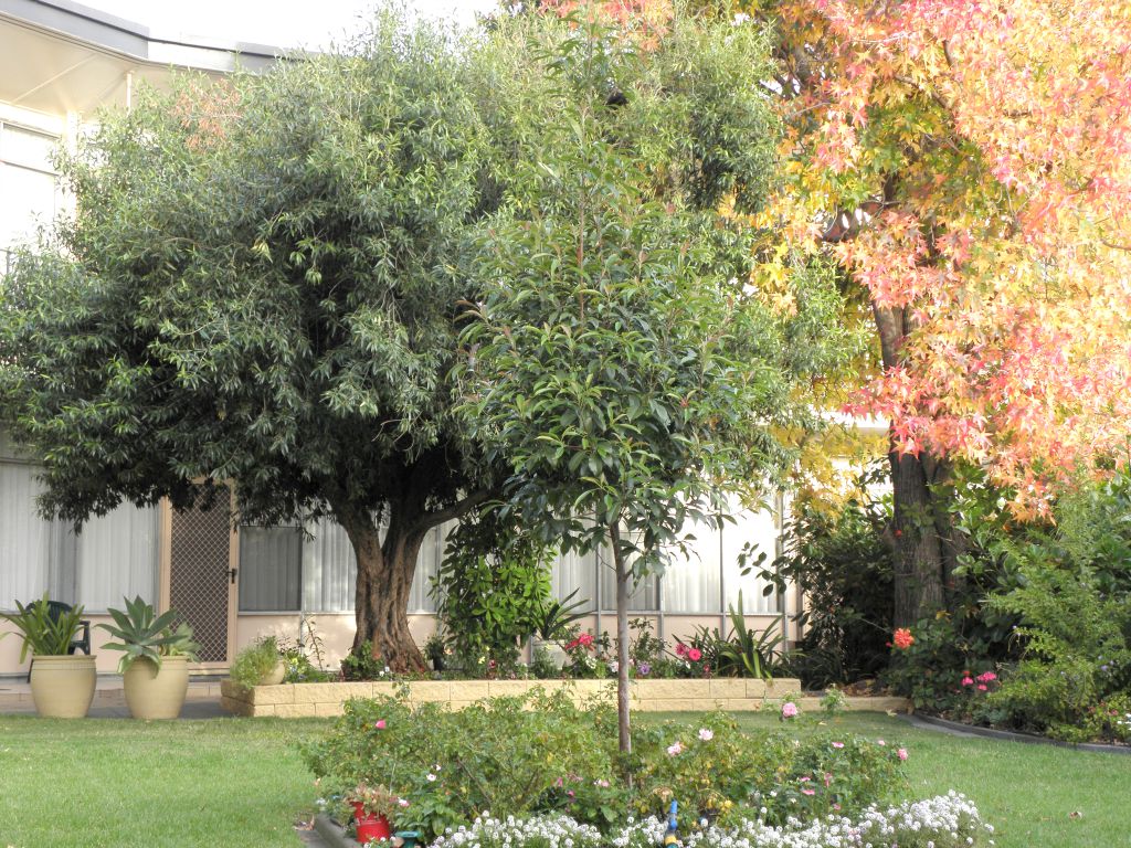 Spacious garden area